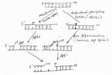 Fig4 First 2 steps in BER