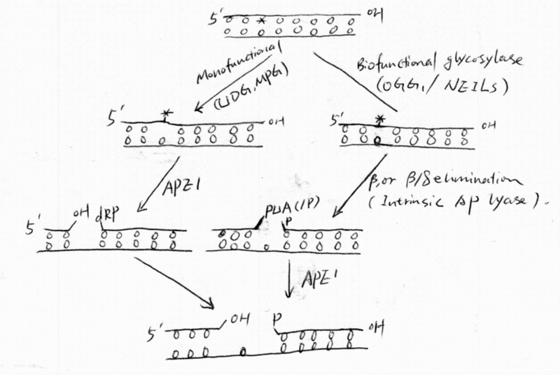 Image:First 2 steps in BER.gif