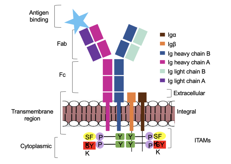 Image:Signal binding2.png
