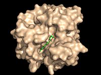 Figure 2A: Octylthioglucoside (green), a substrate analog, shown in the binding pocket of Ag85C (tan, from 1va5)