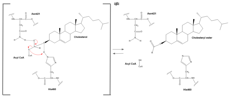 Image:6p2pmech2.PNG