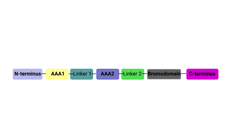 Image:ATAD2B Domains.png