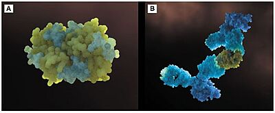 Figure 4. (a) Three-dimensional configuration of Fel d 1 (b) Fel d 1 linked to two anti-Fel d 1 IgY antibodies .