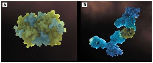 Figure 5. (a) Three-dimensional configuration of Fel d 1 (b) Fel d 1 linked to two anti-Fel d 1 IgY antibodies .