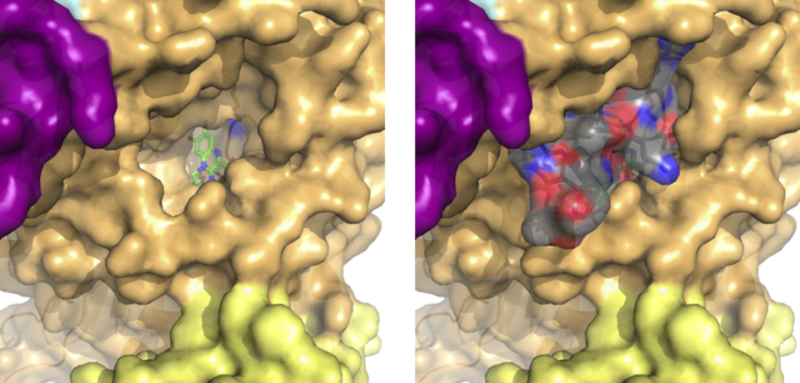 Image:LSD1 binding pocket final.png