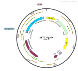 Figure 3. Plasmid map of pET21-yxiM.