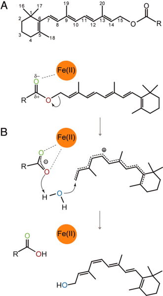 Image:RPE65 Figure6 Reacation mechanism.jpg