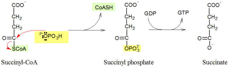 Image:Succinyloca 2.jpg