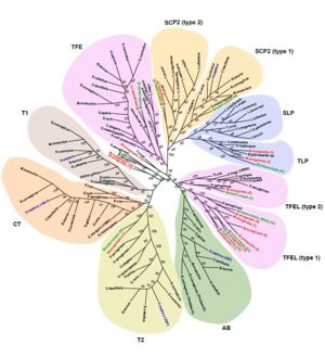 Figure 6. This phylogenetic tree is based on a multiple sequence alignment of 130 sequences. Several clusters are found. This figure is figure 3 of a paper published in the journal tuberculosis. It is reproduced with permission of the publisher