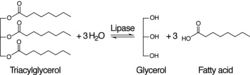 Figure 2: Lipase Reaction