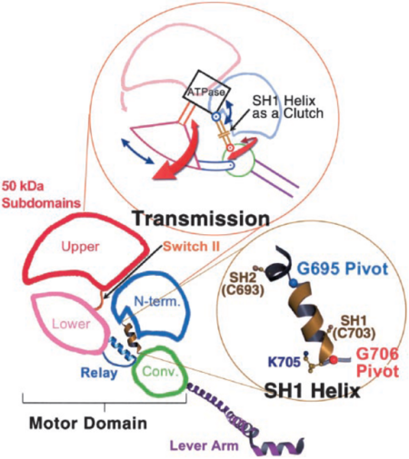 Figure 5. Arrows in the upper figure show the direction of rotation of the 50-kDa lower and upper subdomains and the converter around the N-terminal subdomain. Lower picture shows the pivots around which SH1 unwinds .