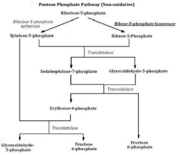 Figure 1: Non-oxidative pentose phosphate pathway