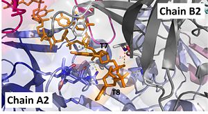 Interactions between DdrB and T7 and T8. (PDB: 4HQB) This figure was generated using Pymol.