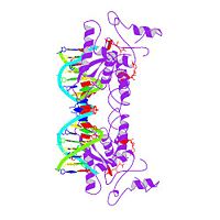 E. coli met repressor-operator complex, 1cma