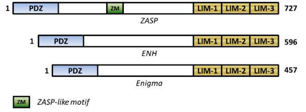 PDZ- and LIM-domains map in the first isoforms of human Enigma subfamily members:  ZASP [1]ENH [2]Enigma [3]