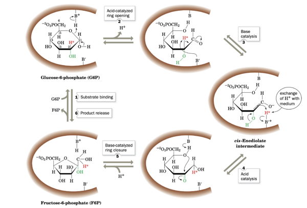 Figure 3. The reaction mechanism of phosphoglucose isomerase. The active site catalytic residues, BH+ and B′, are thought to be Lys and His, respectively.
