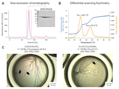 Biochemical characterisation and crystal morphology. (A) Elution profile from size-exclusion chromatography with SDS-PAGE. (B) Thermal unfolding experiments. The blue curve represents the tryptophan fluorescence ratio at 350 nm/330 nm, and the orange curve is the ratio’s first derivative. Note that two major melting points accompany the melting of DmmarA: Tm1 = 40.7°C and Tm2 = 57.3°C. (C) Micrographs of needle-like DmmarA crystals were obtained at pH 6.5 (left panel) and 5.5 (right panel). Black arrowheads point to diffraction-quality crystals that display three-dimensional morphology. Bars represent 0.2 mm.