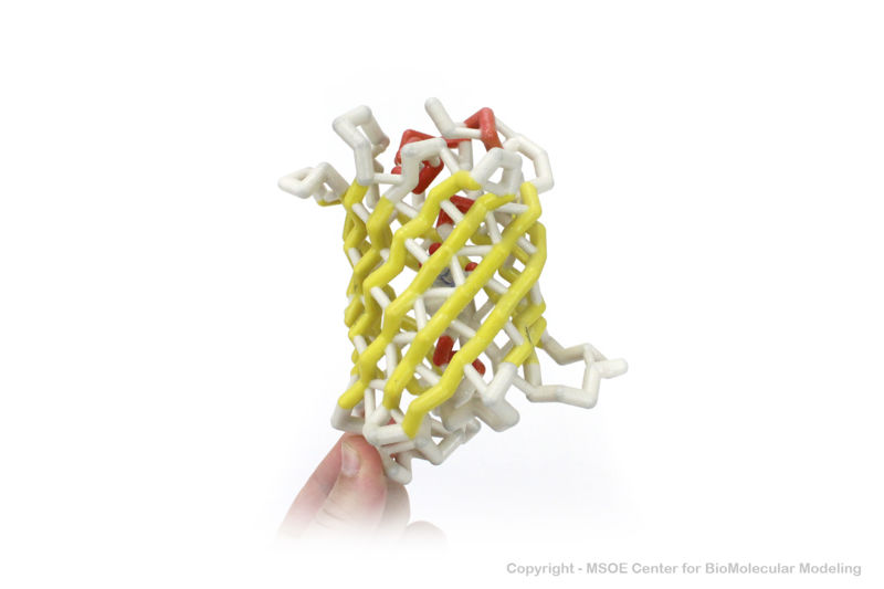 Image:Gfp 2 centerForBiomolecularModeling.jpg
