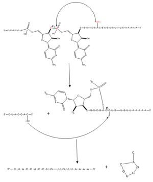 Figure 2. Splicing mechanism for eukaryotes.  The products include the final modified RNA sequence and the lariat which will be recycled.