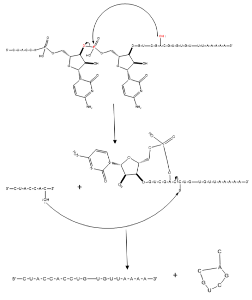 Image:Mechanism1.png