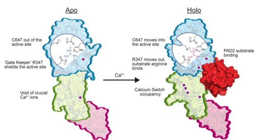 Main transformations of apo and holo-enzymes that explain PAD2's activity. Obtained from https://doi.org/10.1021/cb500933j for educational use