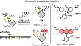 Fig.1. General principle of photoswitchable HaloTag (psHaloTag) and open-closed equilibrium of JF635-HaloTag ligand (HTL). L1 and L2 denote linkers.