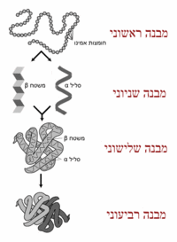 מבני חלבון