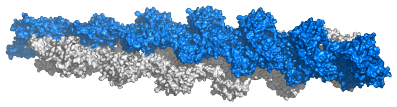 Image:Actin filament atomic model.png