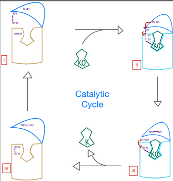 Figure 3. Mechanism of VKOR.