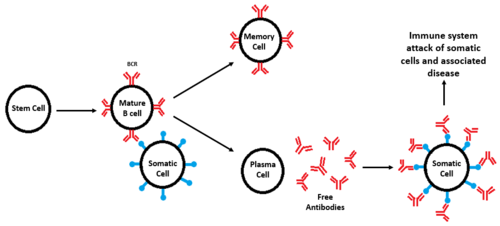 Figure 2. Diagram of B-cell formation, subsequent divergence, and attack of somatic cells seen in autoimmune diseases. All cell types are labeled and BCRs are shown in red, while antigens are shown in blue. When a defective BCR recognizes a somatic cell instead of a foreign pathogen, an immune response occurs, leading to degradation of tissue and disease.