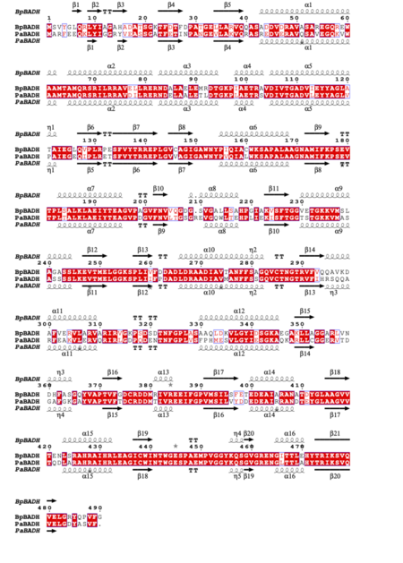 Figure 2 Structural and primary sequence alignment of BpBADH and PaBADH. The secondary structure elements shown are alpha helices (α), 310-helices (η), beta strands (β), and beta turns (TT). Identical residues are shown in white on a red background and conserved residues in red.