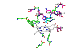 Pink residues represent the location of possible mutations.  Green residues represent the active site. Asp 137 is shown in blue.