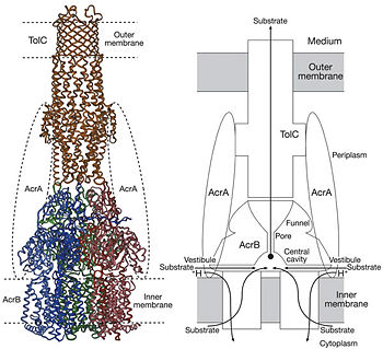Figure 4. Proposed model of the AcrB/AcrA/TolC complex and the schematic mechanism of multidrug export mediated by AcrAB/TolC system