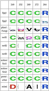 The Zinc Finger helps as a support of the key R264 residue