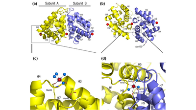 Figure 2. General structure of the Fel d 1 tetramer. (a) Schematic view of the Fel d 1 tetramer. The two heterodimeric subunits A and B, each composed of the linked 1 and 2 chains, that form the tetramer are yellow and blue, respectively. The three Ca2+ ions are indicated as red balls. (b) Schematic view of the Fel d 1 tetramer following an approximately 90° rotation about the horizontal axis. (c) Calcium binding sites 1 and 2. (d) Calcium binding site 3.