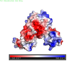 Figure 3. A charge map of AdcR shows the general triangular shape and the positively charged area on the tips of the wHTH motif