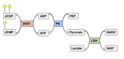 Coupled kinase assay diagram with enzymes shown in color and phosphates in yellow.