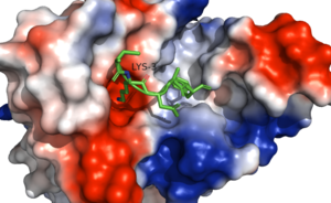 Figure 2. Electrostatic surface of MRGPRX2 ligand binding pocket with cortistatin-14