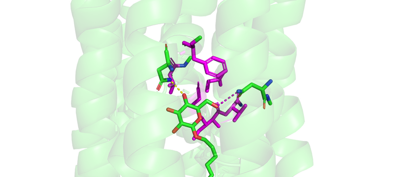 Image:GLUT1 Hydrophobic Pocket Sticks.png