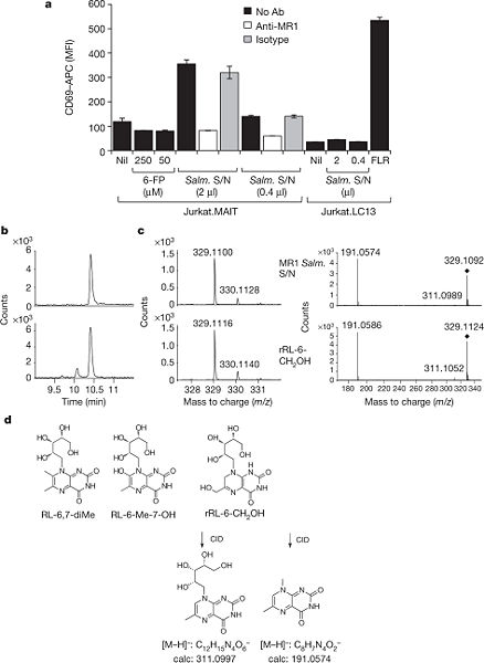 Image:MAIT-cell antigens.jpg