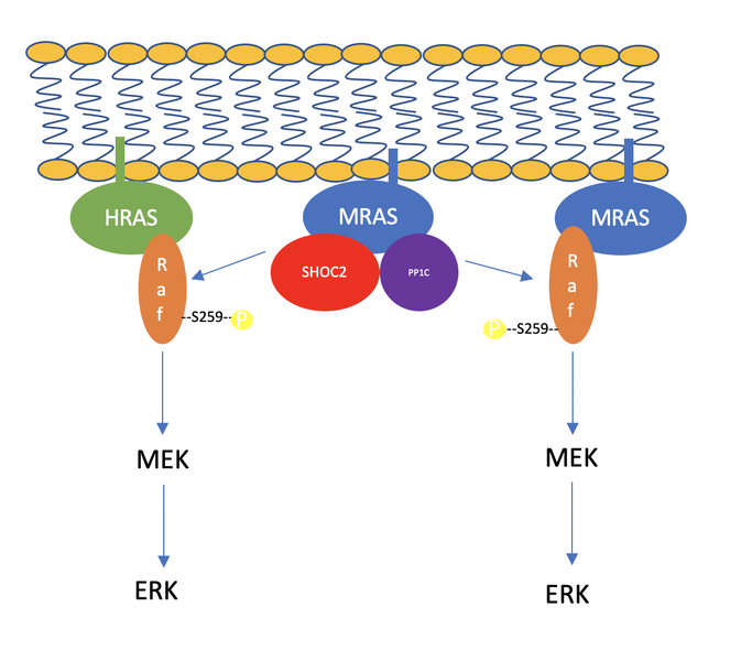 Image:SHOC2-PP1C-MRAS Pathway Schematic.png