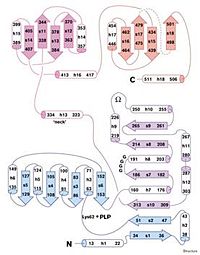 Figure 3. Secondary Structure and Organization of a Subunit of TDH