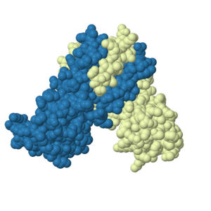 3TGN space fill model. Blue and white representing symmetric monomers.
