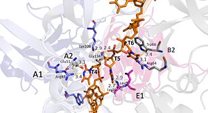 Interactions between DdrB and T4-T6. (PDB: 4HQB) This figure was generated using Pymol.