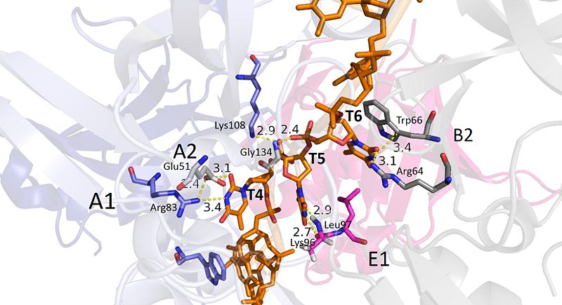 Image:DNA T4-6.jpg