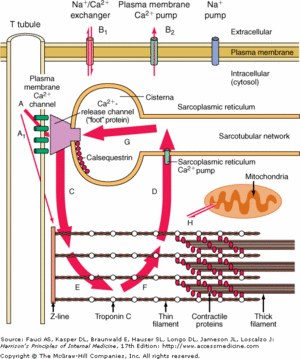 Calsequestrin in the calcium cycle of myocyte contraction