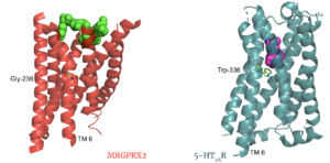 Comparison of ligand Cortistatin-14 binding in MRGPRX2 (left) and binding in 5HT2AR (right)