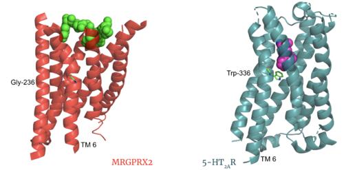 Figure 3. Comparison of ligand Cortistatin-14 binding in MRGPRX2 (left) and binding in 5HT2AR (right)