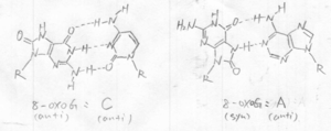 Fig2 8-oxoG mispairs to A [3]