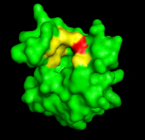 Binding site of BAZ2b, showing conserved hydrophobic residues (yellow) and absolutely conserved Asn involved in hydrogen bonding